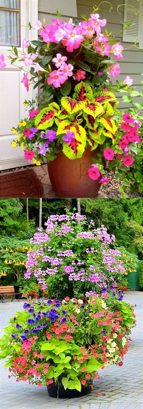 Colorful Flower Gardening In Pots Made Easy With 38 Best Designer Plant