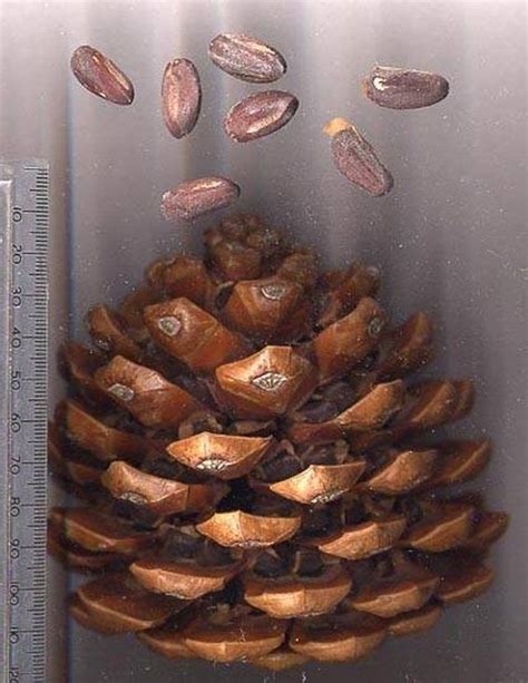 Learn How Do Pine Nuts Grow How To Guides Tips And Tricks