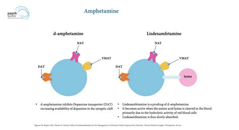 What Is The Mechanism Of Action Of Dexamphetamine And Lisdexamfetamine