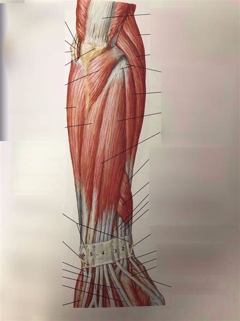Muscles Of Forearm Superficial Layer Posterior View Diagram Quizlet