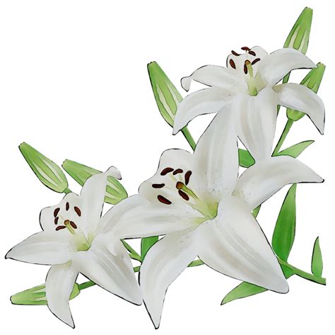 Lily Flower Transparent Png Pictures Free Icons And Png Backgrounds Images