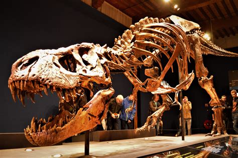Fossil Pic A Visit To Trix The Only Tyrannosaurus In Europe Dinosaurs