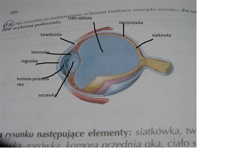 Odpowiada za odbieranie impulsów świetlnych i przekształcanie ich w impulsy elektryczne, które drogą nerwu. Na rysunku przedstawiono schemat budowy narządu wzroku. Po ...