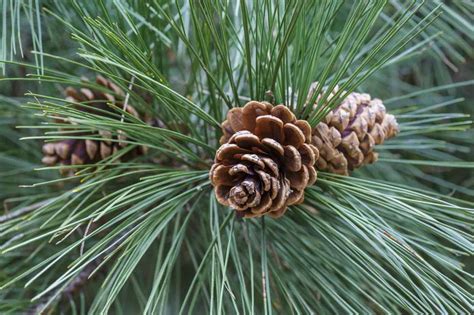 Pinus Nigra Pin Noir — Plantamus Pépinière En Ligne