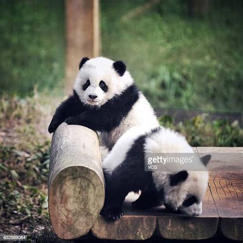 Month Old Giant Panda Twins Debut In Chongqing Photos And Premium High