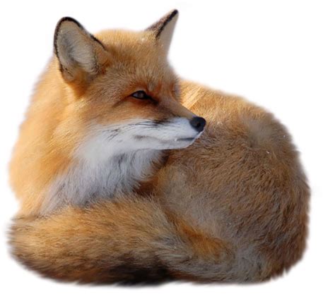 Red Fox Png Transparent Image Png Arts