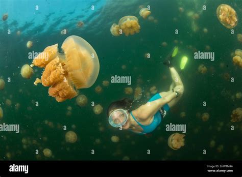 A Smiling Female Diver Among The Golden Jellyfish Mastigias Papua Of