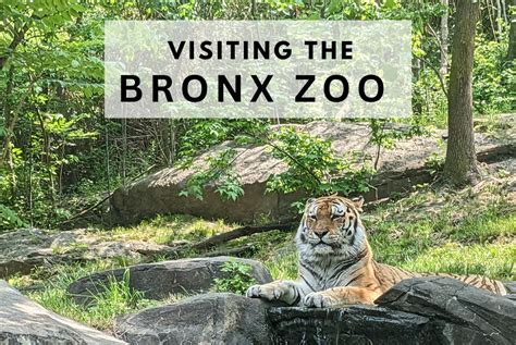 Katie Wanders Visiting The Bronx Zoo New York City