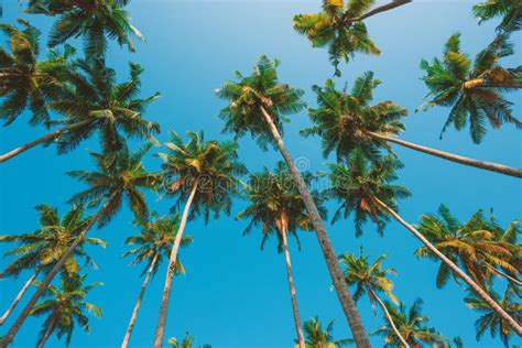 Coconut Palms Tropical Forest Stock Image Image Of Nature Caribbean
