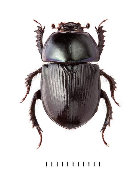 Dor Beetle Photograph By Natural History Museum London Pixels