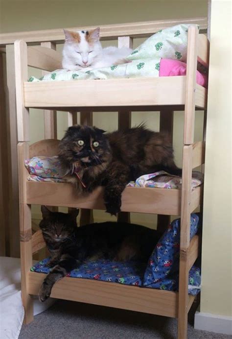 Japanese Pet Owners Discover Ikea Doll Beds Are Cool For