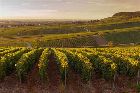 Everything You Need To Know About French Wine Regions In Under 5