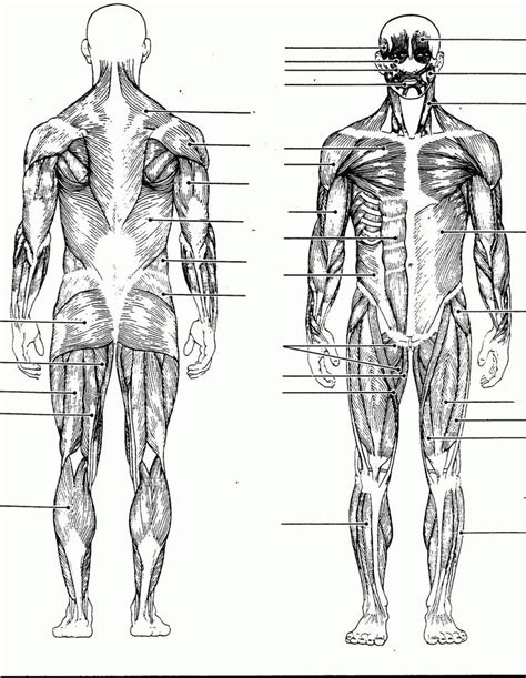 The Muscles Are Labeled And Labeled In Black And White With One Man S Torso Showing