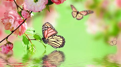 Butterfly Garden Uhd Wallpapers Wallpaper Download High Resolution 4k