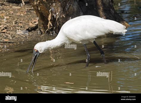 Large White Wading Bird Australian Royal Spoonbill Platalea Regia