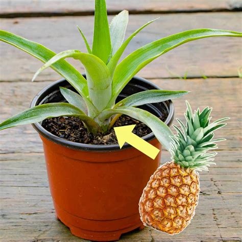 How To Plant A Pineapple Top Tutorial With Pictures