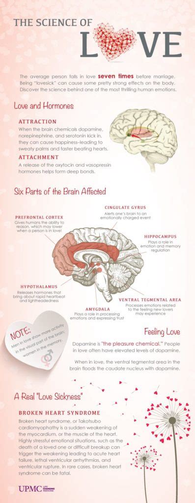 Psychology The Science Of Love Infographic Upmc Healthbeat