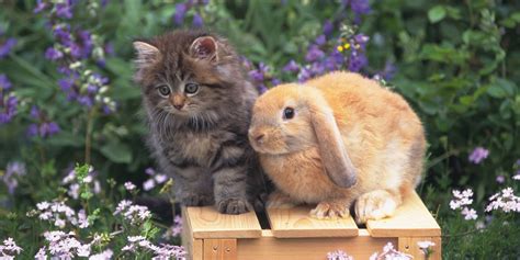 Cats And Bunnies Are Our New Favorite Bffs