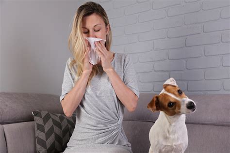Pet Allergies Living With Fluffy And Fido Auburn Carpet