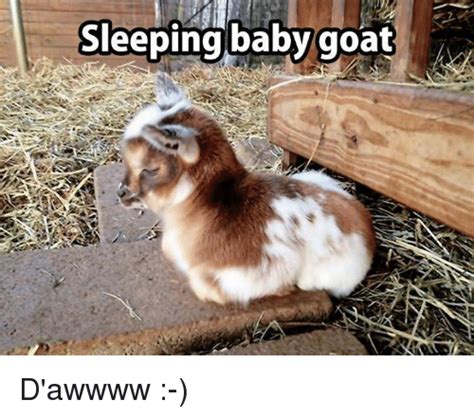 Sleeping Baby Goat Daw Meme On Meme