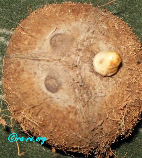 Coconut Most Important Fruit And Tree In Our Daily Life