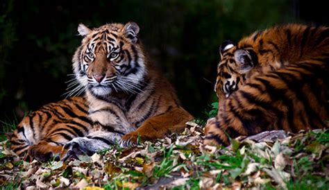 Top 10 The Worlds Most Endangered Animals Onekind Sumatran