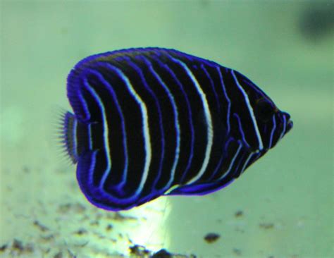 Blueface Angelfish Zoochat