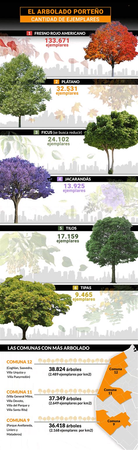Cuáles Son Y Dónde Se Ubican Los árboles Que Dan Vida A La Ciudad De Buenos Aires Infobae