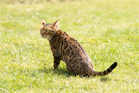 Bengal Looking Warily Looking Free Photo Download Freeimages