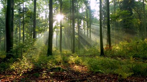 Beautiful Sunlight Forest Stock Footage Video 100 Royalty Free