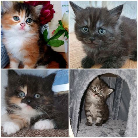 Half Persian Kittens In Bromley London Gumtree