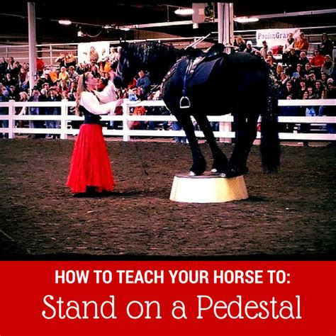 How To Teach Your Horse To Stand On A Pedestal Horse Training Tips