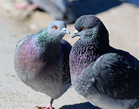 Pigeons In The Park By Audiusloudus Ephotozine