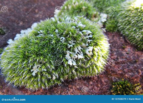 Closeup Of Green Moss And Greyish Green Lichen On A Rock Stock Image