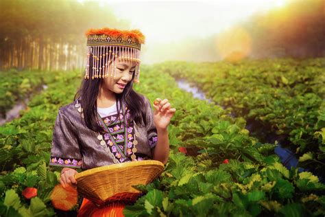 Thai Girl In Traditional Dress Of Chiang Mai Working In Strawber