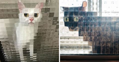 21 Funny Photos Of Low Resolution Cats Behind Pixelated Glass Doors