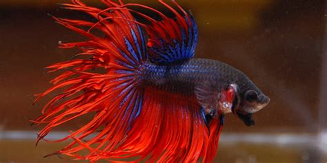 Do betta fish need tank mates to be happy? Betta Fish Series - Types of Betta Fish | The Aquarium Guide