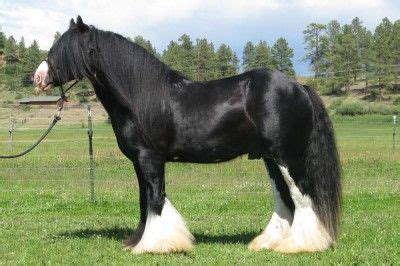 Friesians of majesty is the largest friesian breeding farm in the united states and the only farm of its kind in vermont to offer unique equine experiences for the episode name: Pin on Gypsy Horse / Tinker