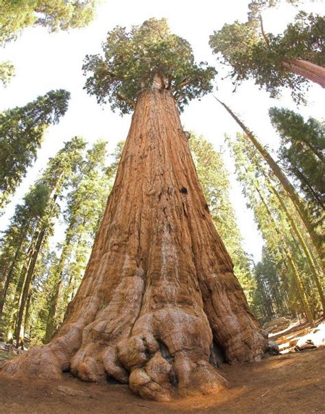 ¿te Gusta La Naturaleza Descubre Cuál Es El Árbol Más Grande Del Mundo