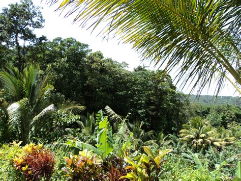 28 Acres Of Untouched Land At Despor Millenia Realty Dominica