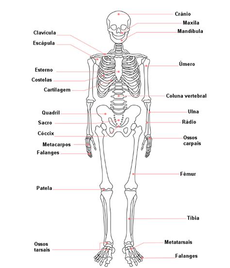 Sistema esquelético ossos e articulações Brasil Escola