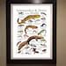 Salamanders And Newts Of The World Poster Print Etsy