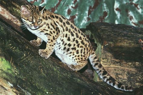 Gato Do Mato Pequeno Leopardus Tigrinus