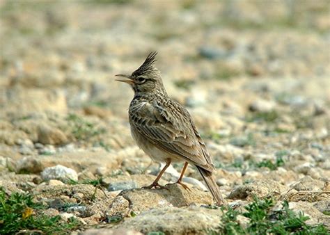 Paul Neales Birds Cyprus Birds Crested Lark