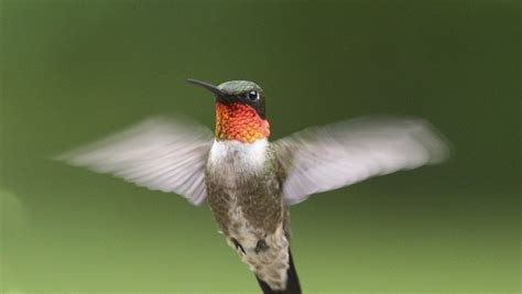 Hummingbirds 19 Things To Know