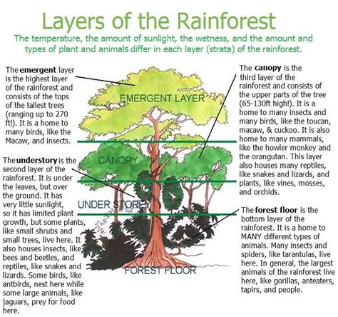 Layers Of The Rainforest Rainforest Activities Rainforest Project
