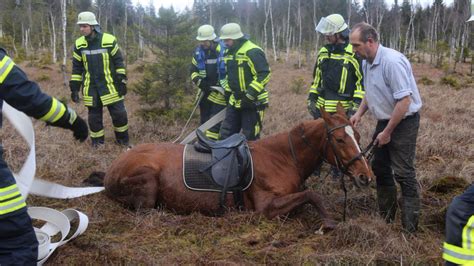 Dramatische Rettung Pferd Versinkt Im Sumpf München Bildde