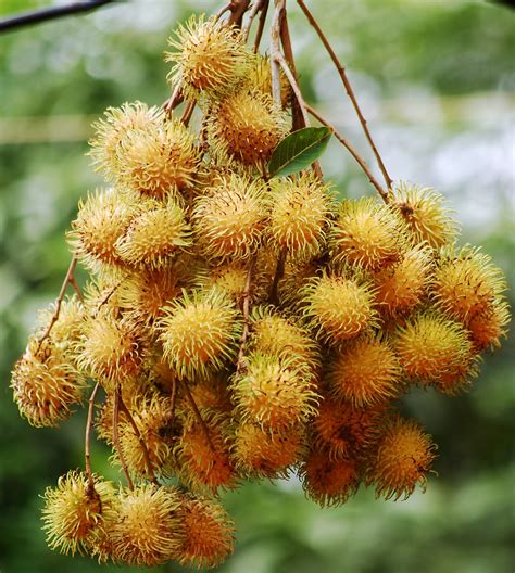 Rare Tropical Fruits Of Asia Lappaceum Yellow Rambutan Ultra
