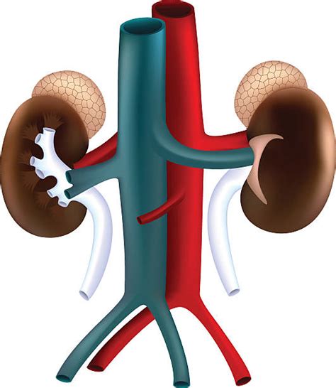 20 Renal Papillae Stock Photos Pictures And Royalty Free Images Istock