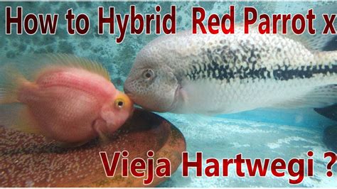 How To Hybrid Red Parrot Cichlid X Vieja Hartwegi Cichlid Youtube